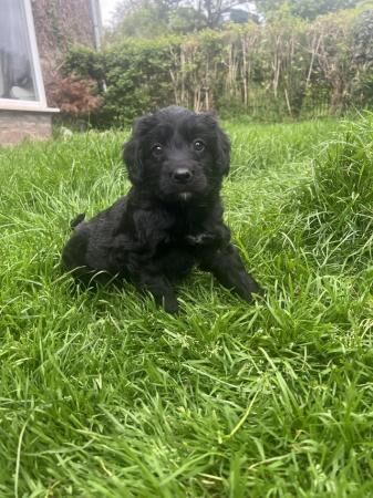 Bordoodle/colliepoo pups ready to from 27th june for sale in Brecon/Aberhonddu, Powys - Image 2
