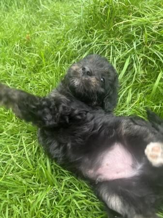 Bordoodle/colliepoo pups ready to from 27th june for sale in Brecon/Aberhonddu, Powys - Image 3