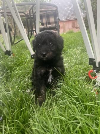 Bordoodle/colliepoo pups ready to from 27th june for sale in Brecon/Aberhonddu, Powys - Image 4