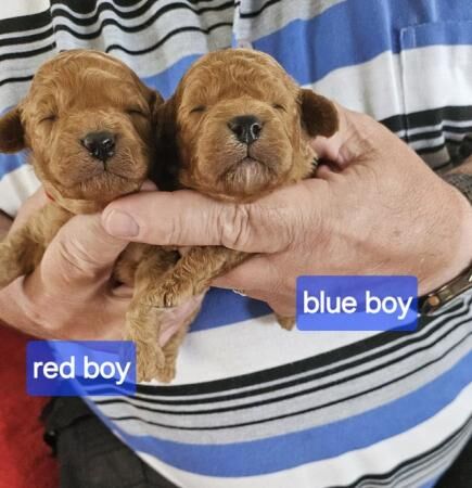 Cavapoo f1b puppies looking for 5* homes for sale in Rhyl, Denbighshire
