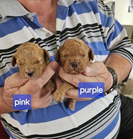 Cavapoo f1b puppies looking for 5* homes for sale in Rhyl, Denbighshire - Image 3
