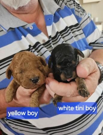 Cavapoo f1b puppies looking for 5* homes for sale in Rhyl, Denbighshire - Image 5