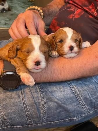 Cavapoo puppies (cavalier x mini toy poodle) for sale in Abererch, Gwynedd