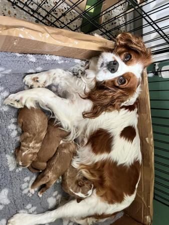 Cavapoo puppies (cavalier x mini toy poodle) for sale in Abererch, Gwynedd - Image 2