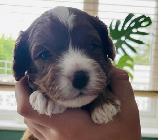 Cavapoo puppies (cavalier x mini toy poodle) for sale in Abererch, Gwynedd - Image 3