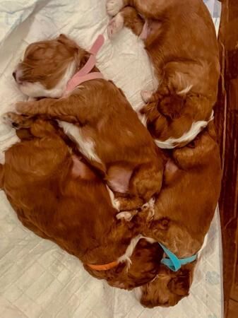 Cavapoo puppies (cavalier x mini toy poodle) for sale in Abererch, Gwynedd - Image 4