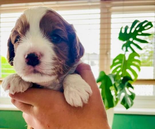 Cavapoo puppies (cavalier x mini toy poodle) for sale in Abererch, Gwynedd - Image 5