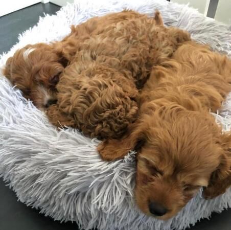 Cavapoo Puppies - Extensively Health Tested Parents for sale in Waltham Cross, Hertfordshire - Image 1