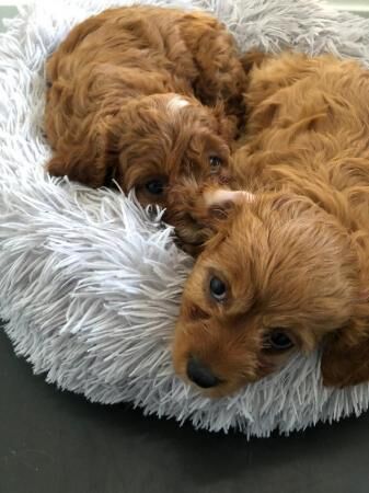 Cavapoo Puppies - Extensively Health Tested Parents for sale in Waltham Cross, Hertfordshire - Image 2