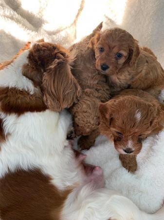 Cavapoo Puppies - Extensively Health Tested Parents for sale in Waltham Cross, Hertfordshire - Image 3