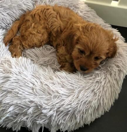 Cavapoo Puppies - Extensively Health Tested Parents for sale in Waltham Cross, Hertfordshire - Image 4
