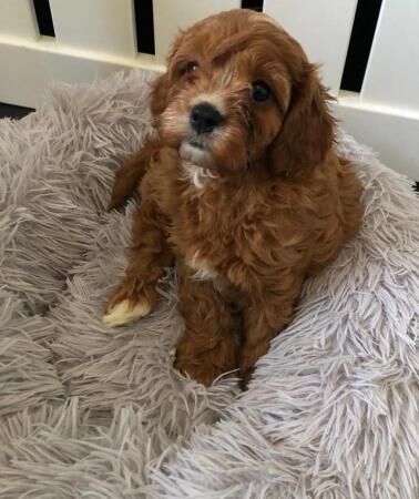 Cavapoo Puppies - Extensively Health Tested Parents for sale in Waltham Cross, Hertfordshire - Image 5