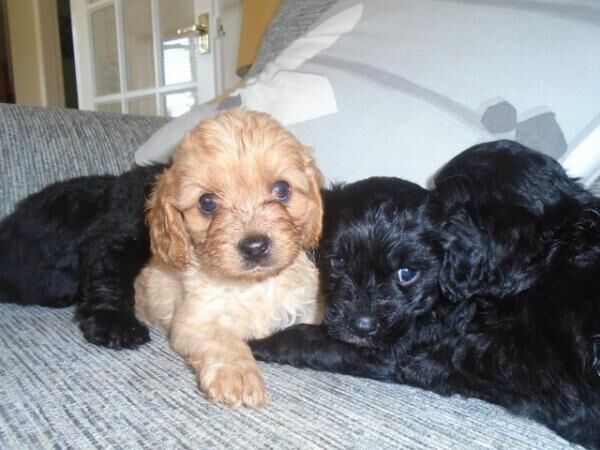 Cavapoo Puppies F1 cream and black for sale in Patrington, East Riding of Yorkshire