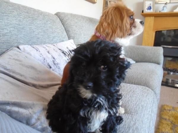 Cavapoo Puppies F1 cream and black for sale in Patrington, East Riding of Yorkshire - Image 2