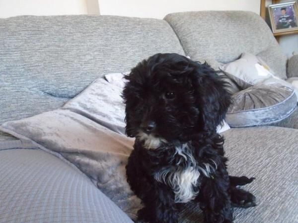 Cavapoo Puppies F1 cream and black for sale in Patrington, East Riding of Yorkshire - Image 3