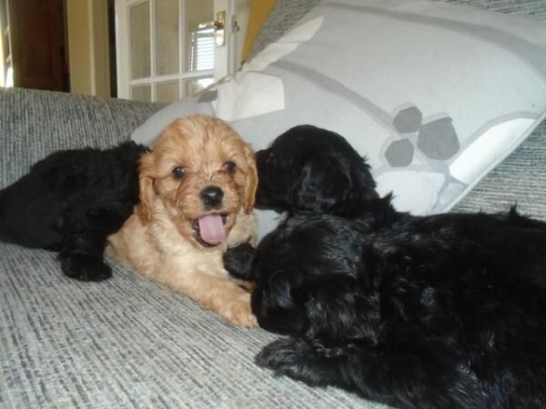 Cavapoo Puppies F1 cream and black for sale in Patrington, East Riding of Yorkshire - Image 4