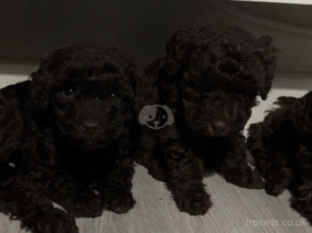 Chocolate miniature poodles ready for there new family for sale in St Helens, Merseyside - Image 1