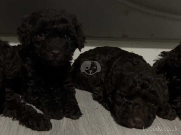 Chocolate miniature poodles ready for there new family for sale in St Helens, Merseyside - Image 2