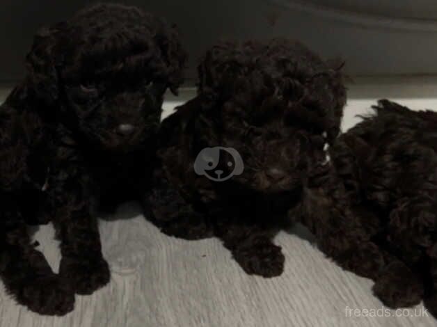 Chocolate miniature poodles ready for there new family for sale in St Helens, Merseyside - Image 3