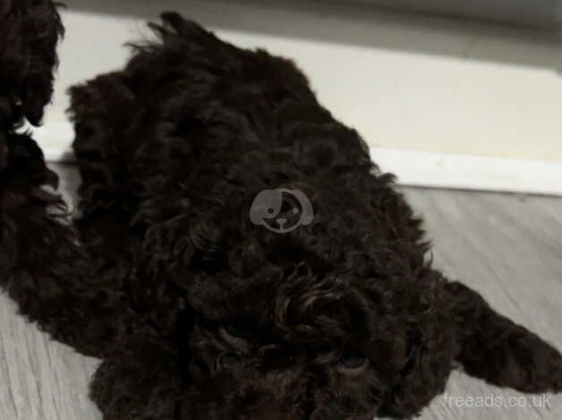 Chocolate miniature poodles ready for there new family for sale in St Helens, Merseyside - Image 4