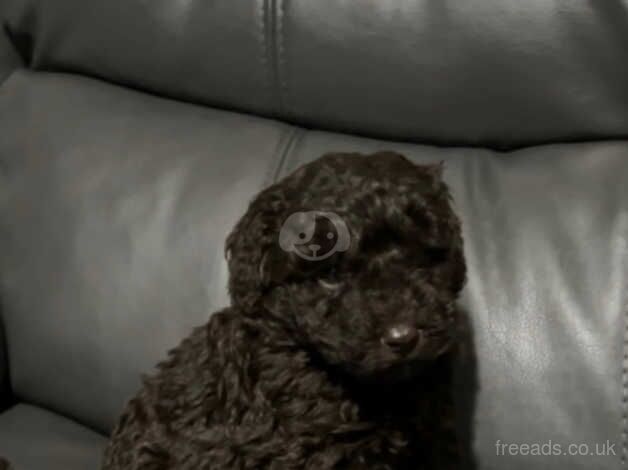 Chocolate miniature poodles ready for there new family for sale in St Helens, Merseyside - Image 5