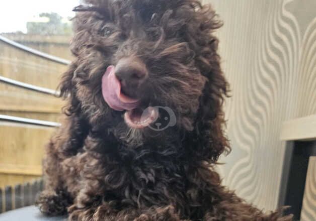 Chocolate poodle for sale in Great Yarmouth, Norfolk