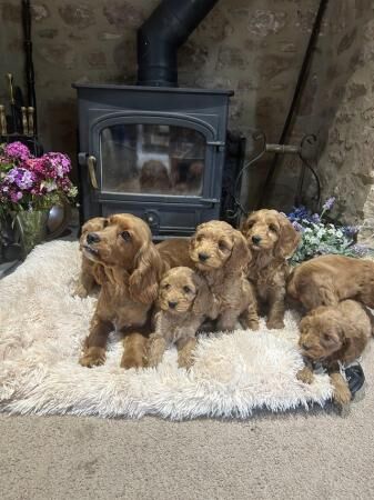 Cockapoo F1 show type pups, PRIZEWINNING LINES for sale in Wellington, Somerset - Image 4