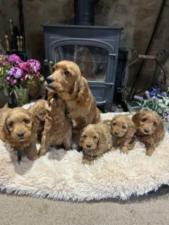 Cockapoo F1 show type pups, PRIZEWINNING LINES for sale in Wellington, Somerset - Image 5