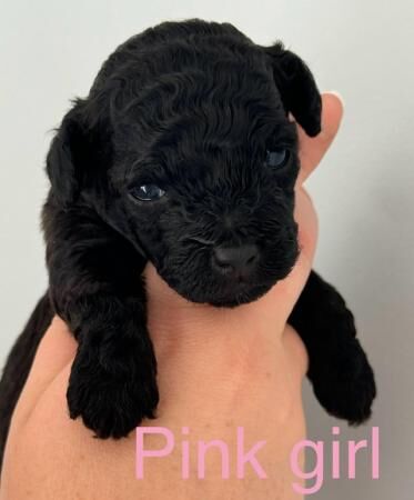 Cockapoo puppies for sale in Colchester, Essex - Image 1