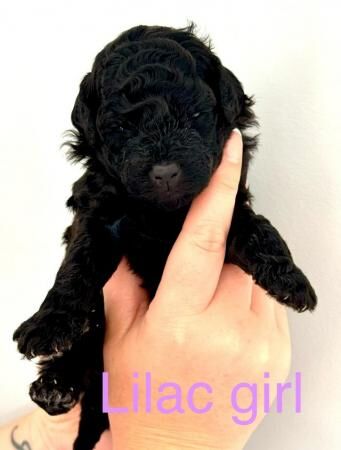 Cockapoo puppies for sale in Colchester, Essex - Image 3