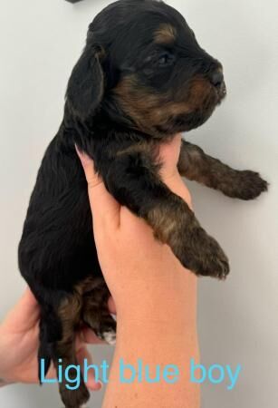 Cockapoo puppies for sale in Colchester, Essex - Image 4