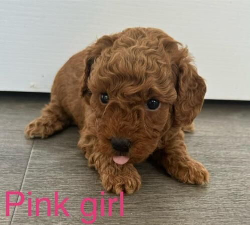 Cockapoo puppies for sale in Colchester, Essex - Image 1