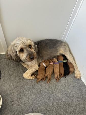 Cockapoo puppies for sale in Colchester, Essex - Image 5