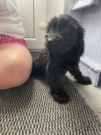 Cockapoo puppies ready now for sale in Walsall, West Midlands
