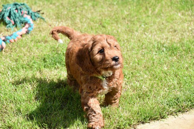 Cockapoo Puppies Ready Now. for sale in Skegness, Lincolnshire