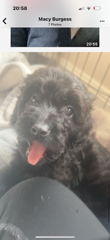 Poodle Puppies for sale in Dumfries and Galloway