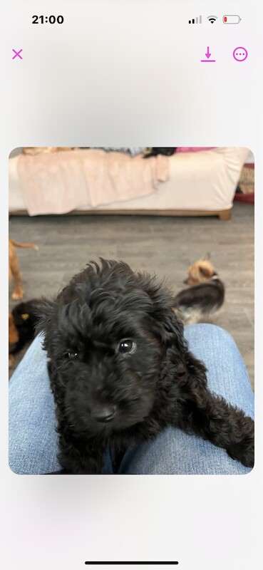 Poodle Puppies for sale