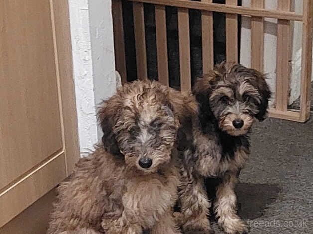 Cockerpoo x salukipoo Ready Now for sale in Swansea