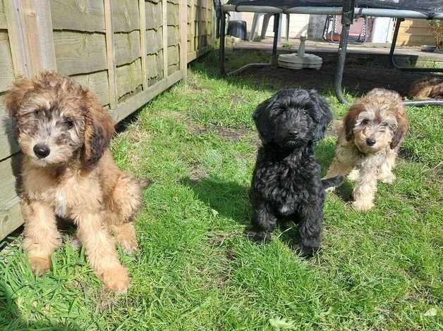 Cockerpoo x salukipoo Ready Now for sale in Swansea - Image 3