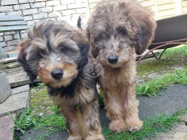 Cockerpoo x salukipoo Ready Now for sale in Swansea - Image 4