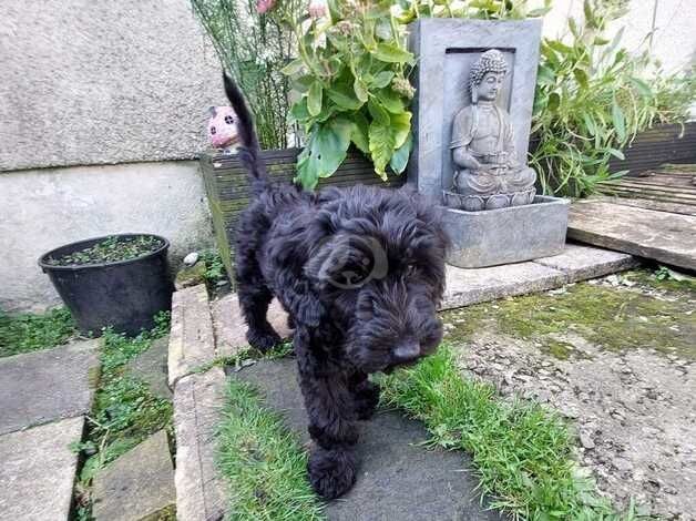 Cockerpoo x salukipoo Ready Now for sale in Swansea - Image 5