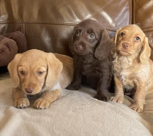 Dachshund x poodle puppies for sale in Southampton, Hampshire