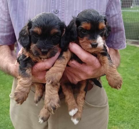 delightful F1 cockapoo pups for sale in Higham Ferrers, Northamptonshire