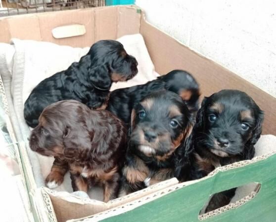 delightful F1 cockapoo pups for sale in Higham Ferrers, Northamptonshire - Image 2