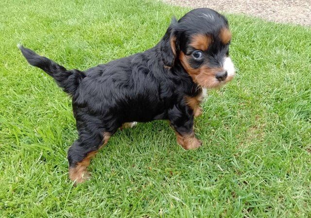 delightful F1 cockapoo pups for sale in Higham Ferrers, Northamptonshire - Image 5