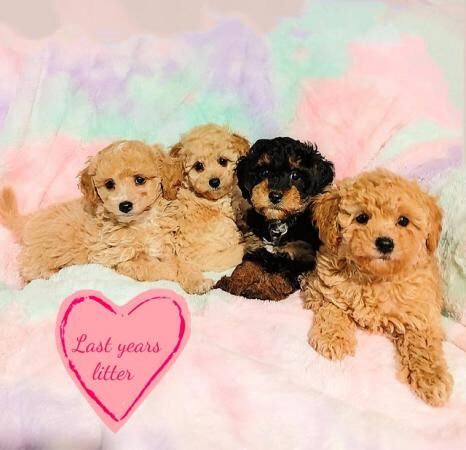 Dna tested parents both here to view f1b cavapoo pups for sale in Blackburn, Lancashire