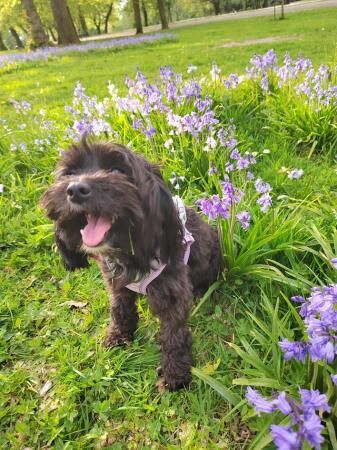 Dna tested parents both here to view f1b cavapoo pups for sale in Blackburn, Lancashire - Image 2