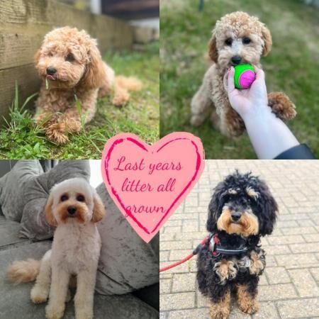 Dna tested parents both here to view f1b cavapoo pups for sale in Blackburn, Lancashire - Image 3