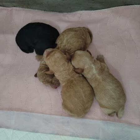 Dna tested parents both here to view f1b cavapoo pups for sale in Blackburn, Lancashire - Image 4