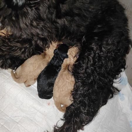 Dna tested parents both here to view f1b cavapoo pups for sale in Blackburn, Lancashire - Image 5